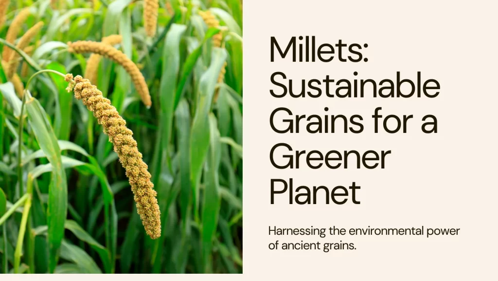 Environmental Benefits of Millets: Sustainable Grains for a Greener Planet